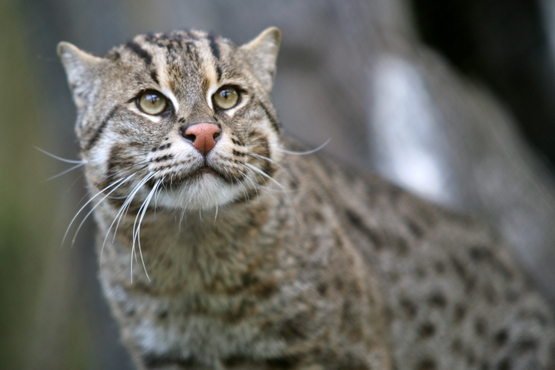 Illustration for article titled Caturday - Prionailurus viverrinus Edition